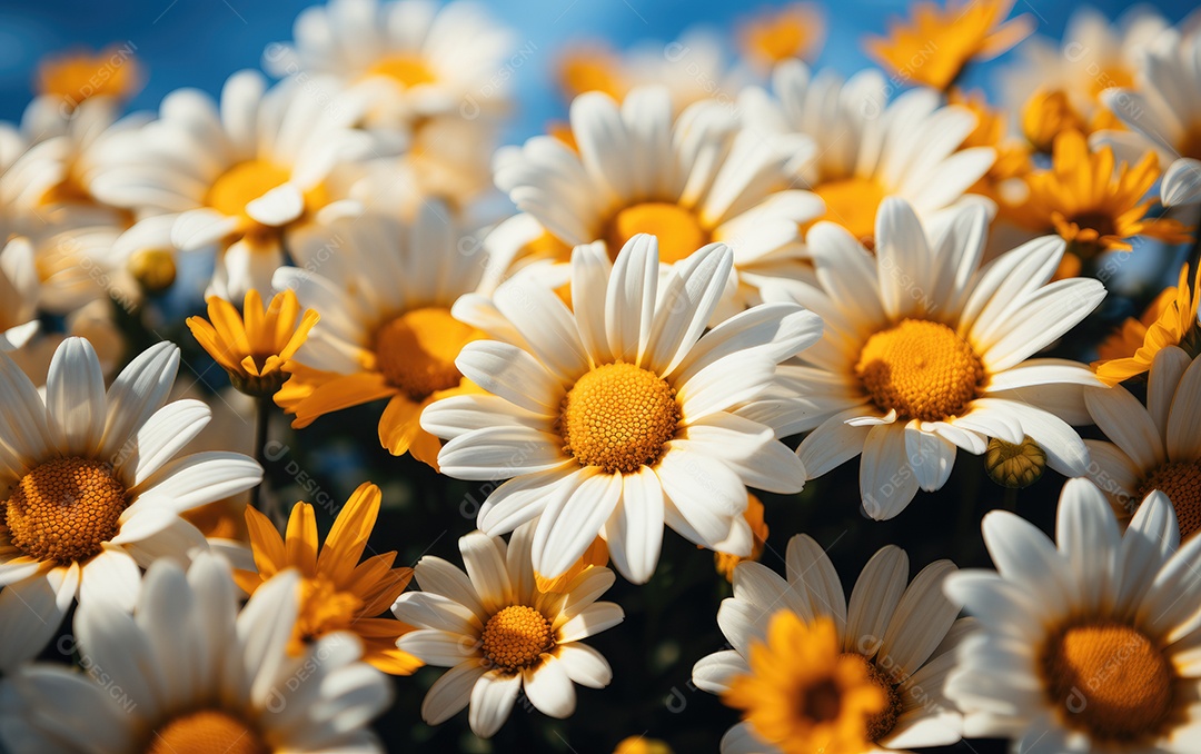 Fundo de flores margarida