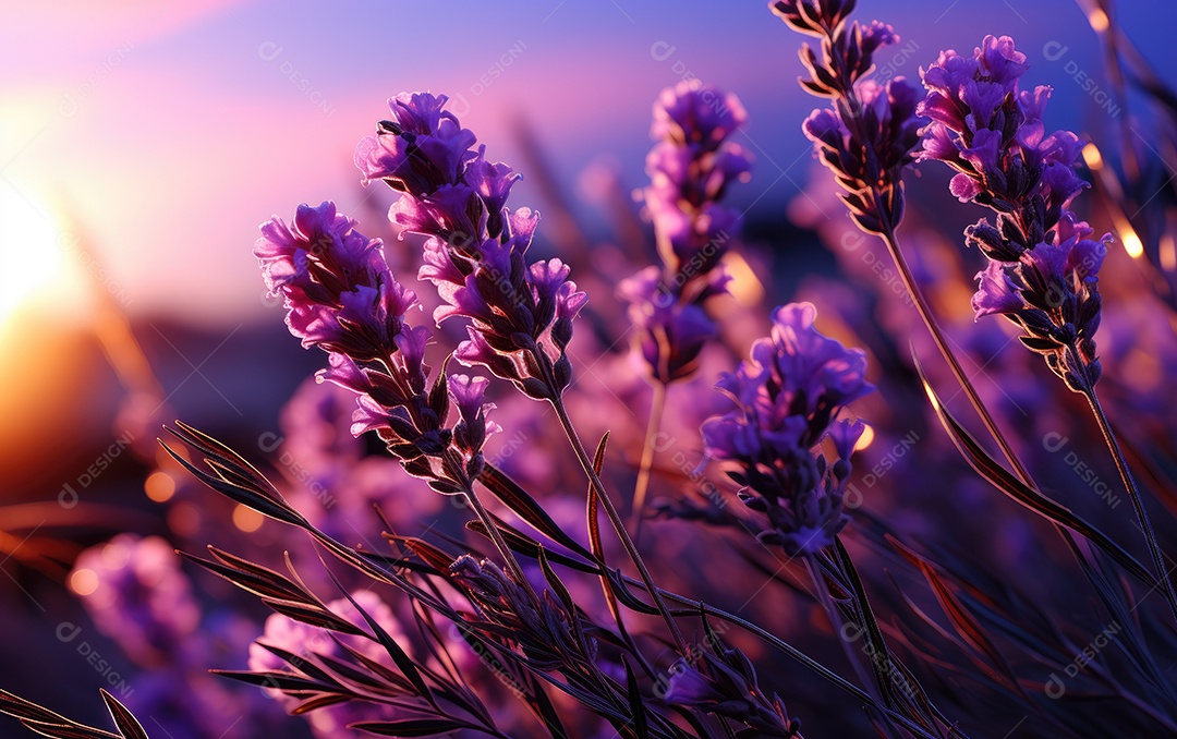 Fundo de flores de lavanda
