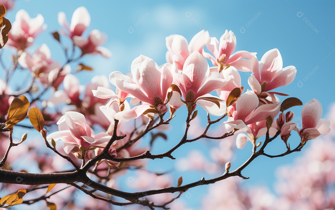 Fundo de flores magnolia