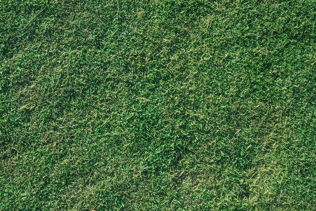 Grama verde fresca em fundo orgânico natural de verão