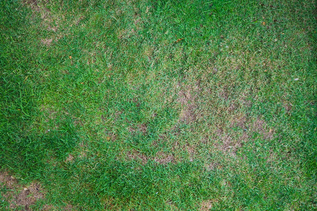 Grama verde fresca em fundo orgânico natural de verão