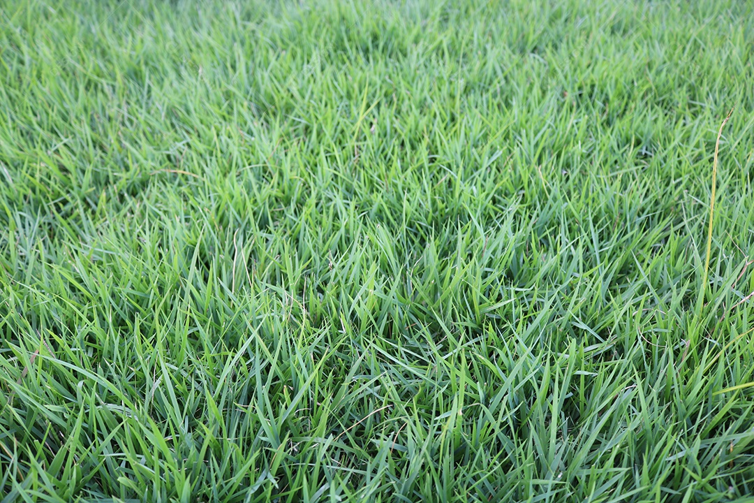 Grama verde fresca em fundo orgânico natural de verão