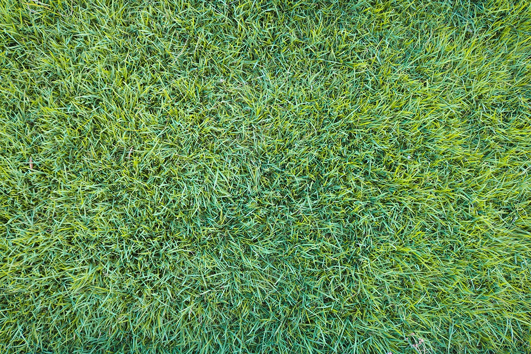 Grama verde fresca em fundo orgânico natural de verão