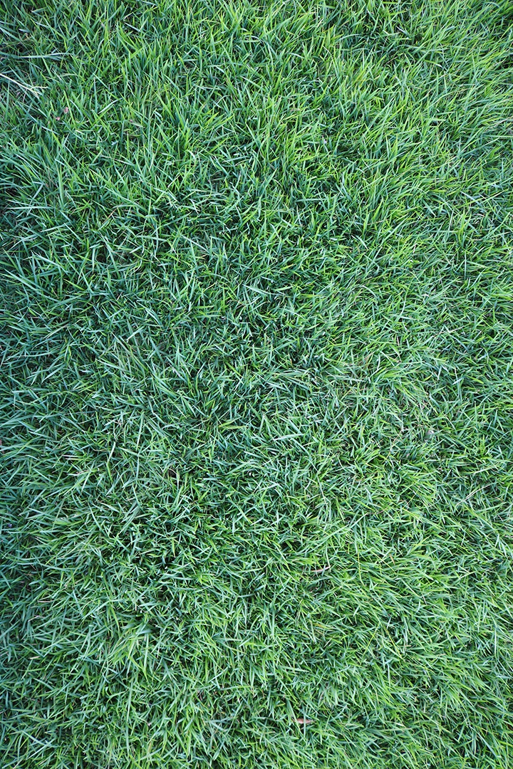 Grama verde fresca em fundo orgânico natural de verão