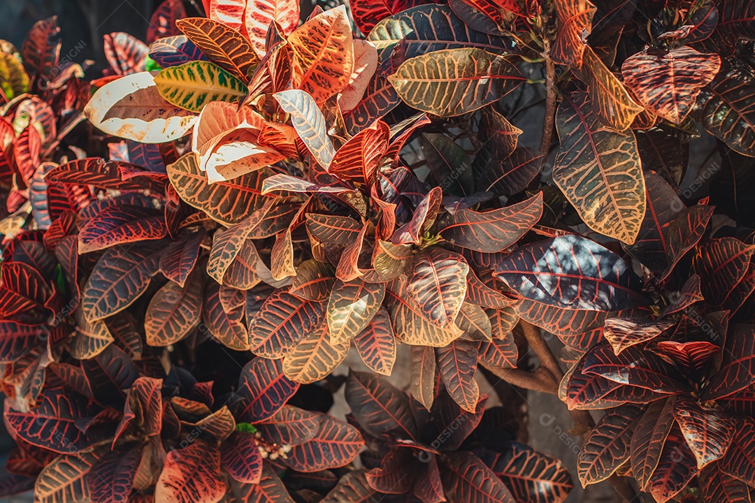 Textura ôrganica de folhas de cróton planta do Brasil