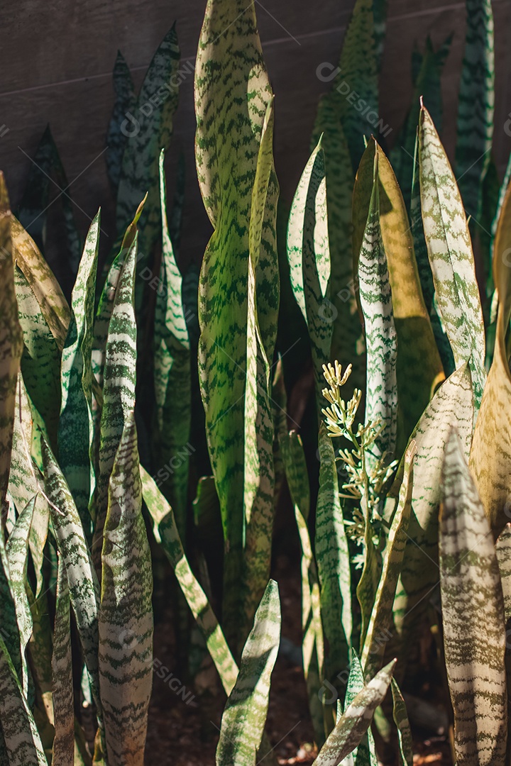 Textura ôrganica de folhas de planta do Brasil