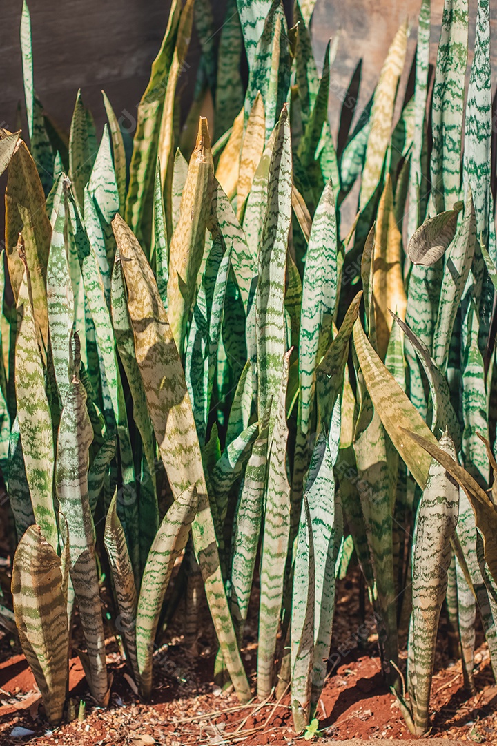 Textura orgânica de folhas de plantas do Brasil