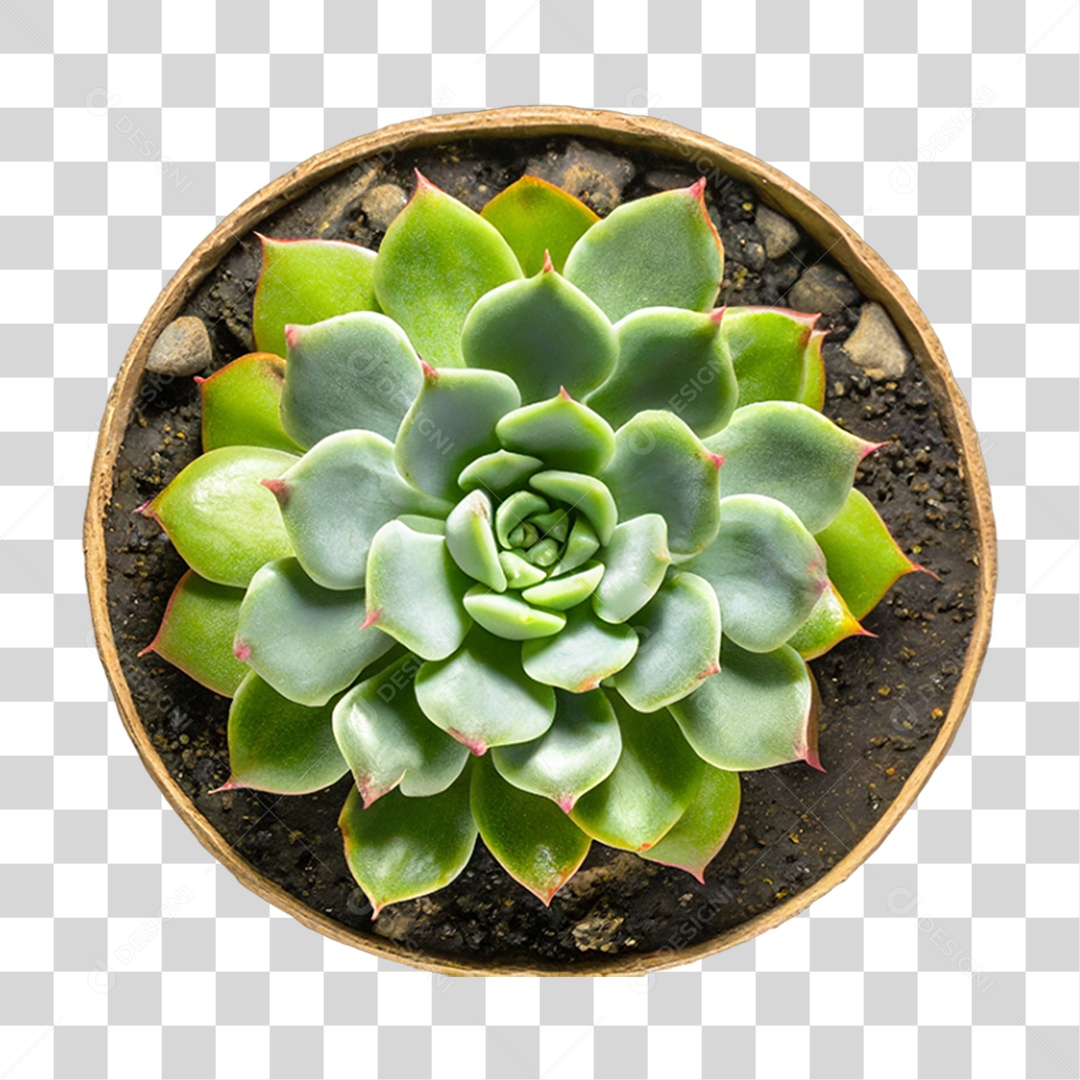 Planta Suculenta PNG Transparente