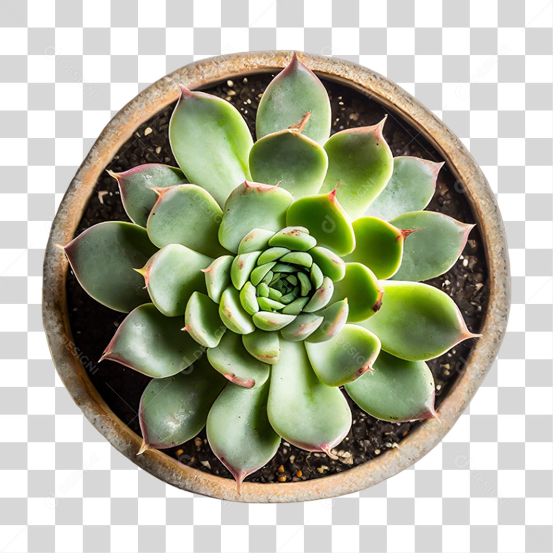 Planta Suculenta PNG Transparente