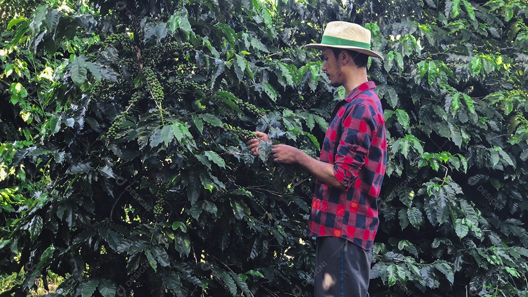 Agricultor com chapéu em paisagem de campo de plantação de café