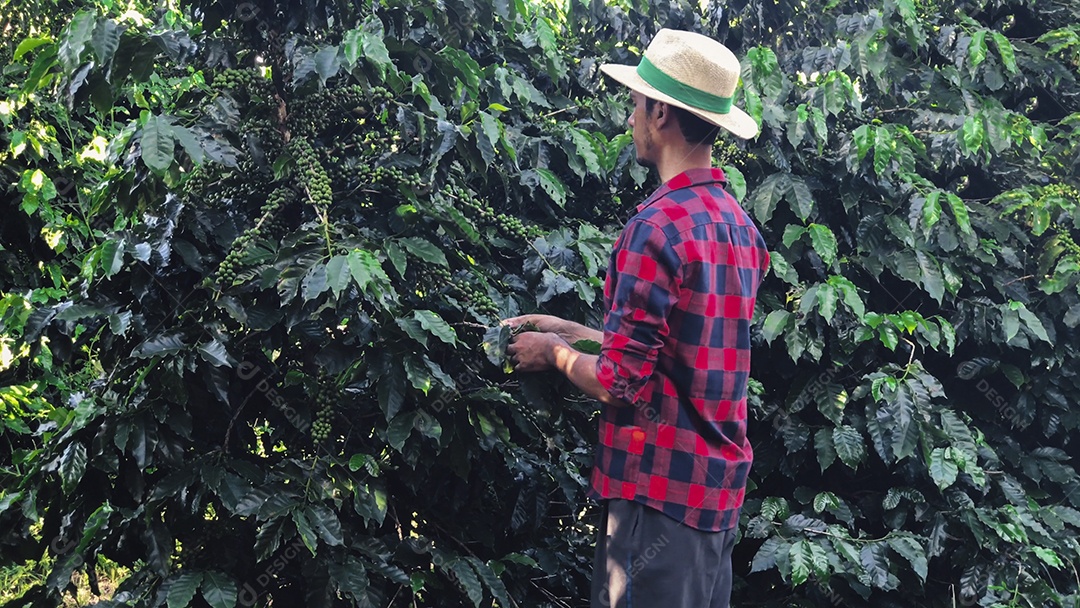 Agricultor com chapéu em paisagem de campo de plantação de café