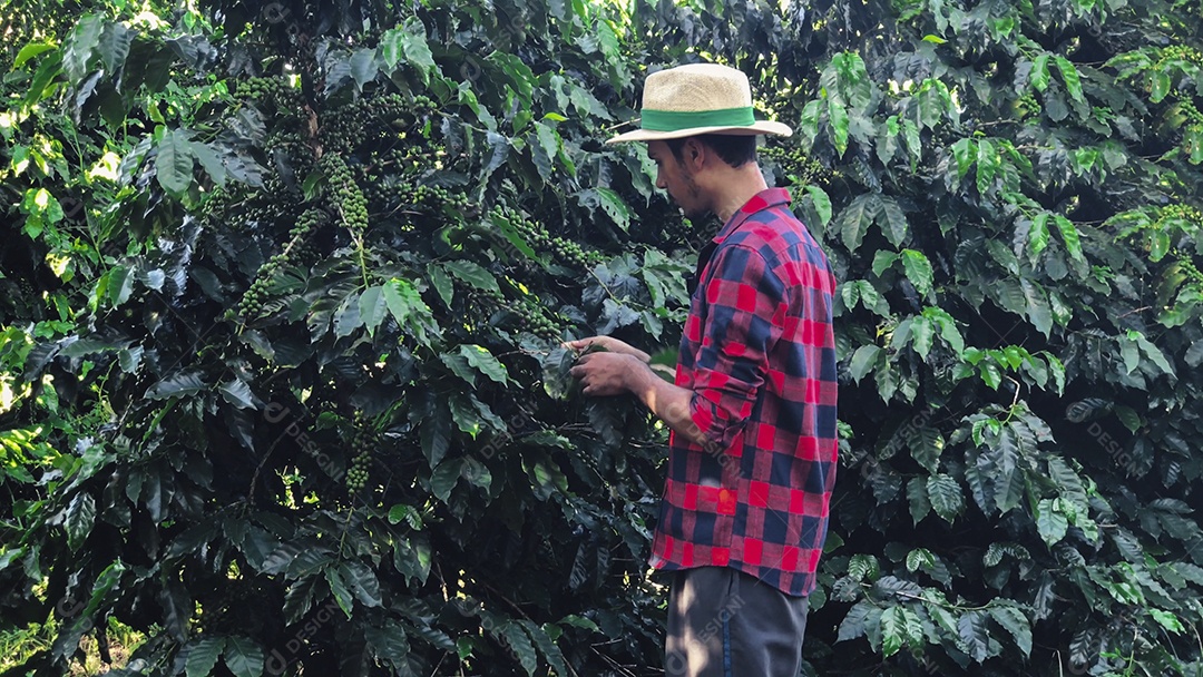 Agricultor com chapéu em paisagem de campo de plantação de café