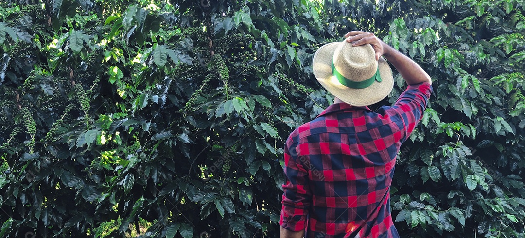 Agricultor com chapéu em paisagem de campo de plantação de café