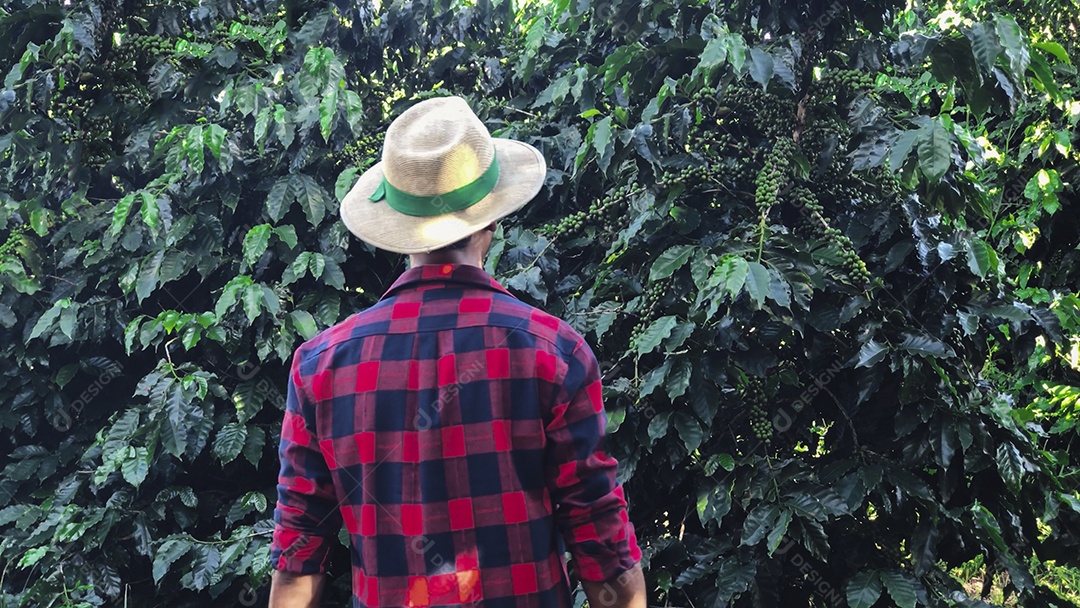 Agricultor com chapéu em paisagem de campo de plantação de café