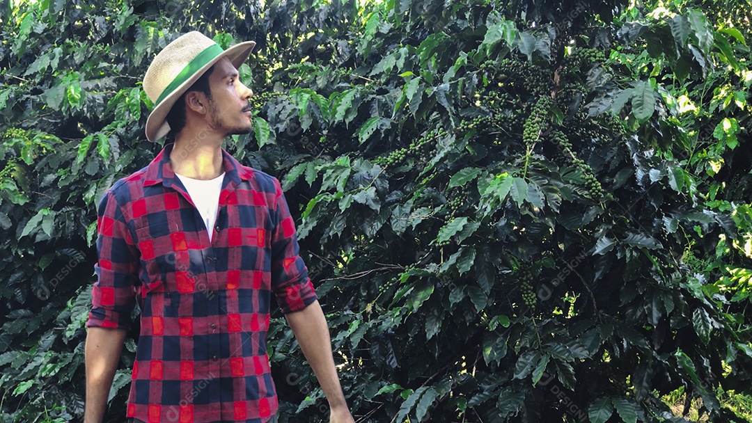 Agricultor com chapéu em plantação de café cultivada