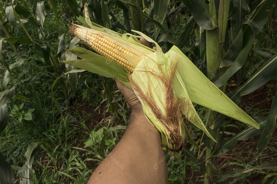 Fazendeiro segurando uma espiga de milho em um campo de plantação