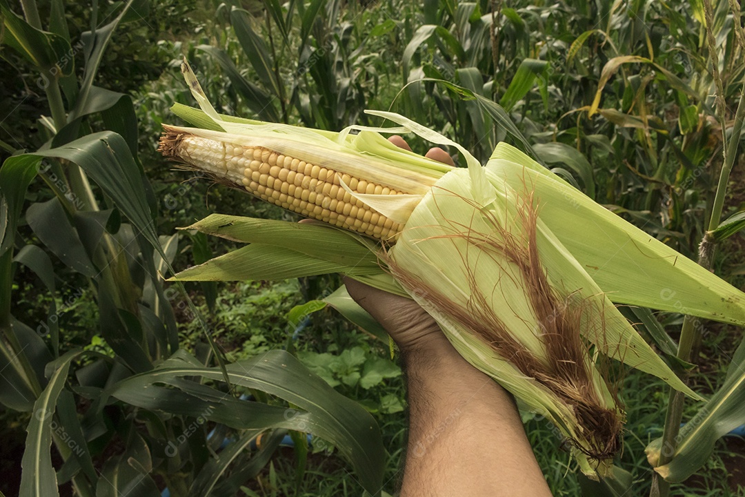 Fazendeiro segurando uma espiga de milho em um campo de plantação