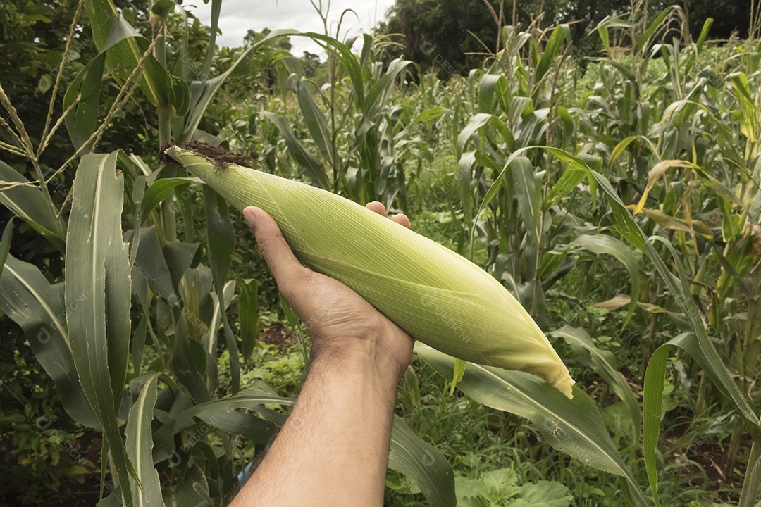 Fazendeiro segurando uma espiga de milho em um campo de plantação