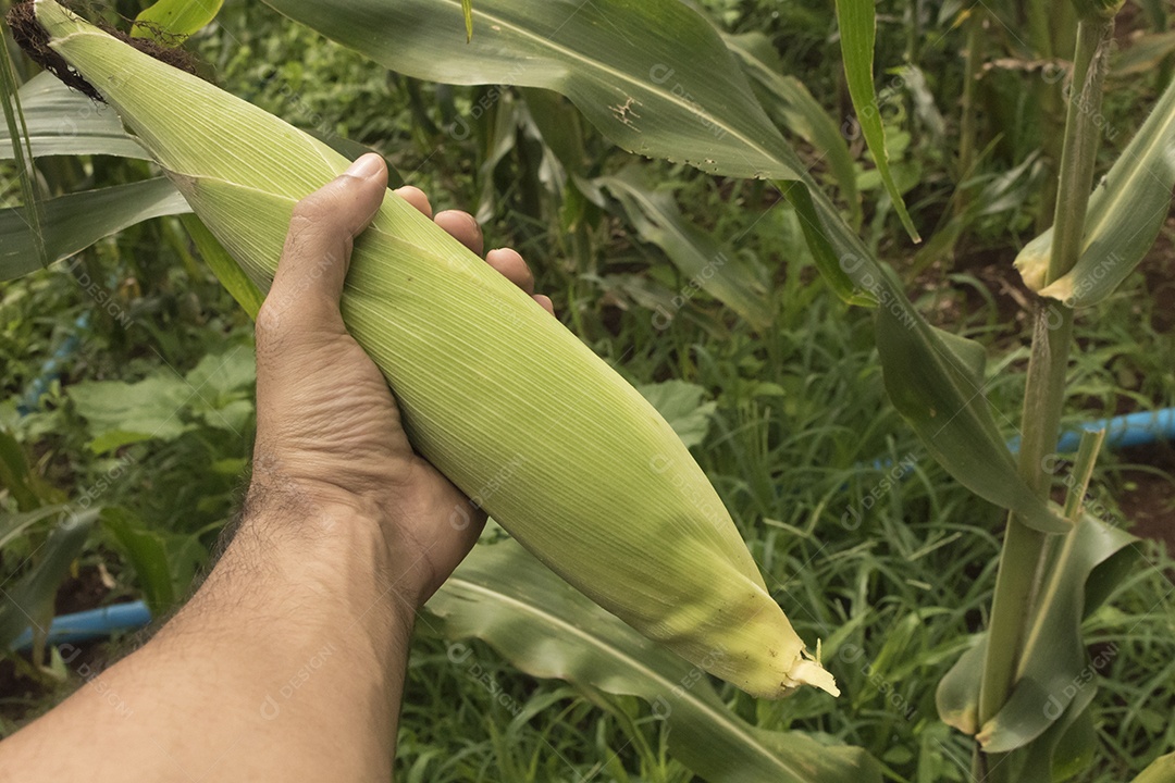 Fazendeiro segurando uma espiga de milho em um campo de plantação