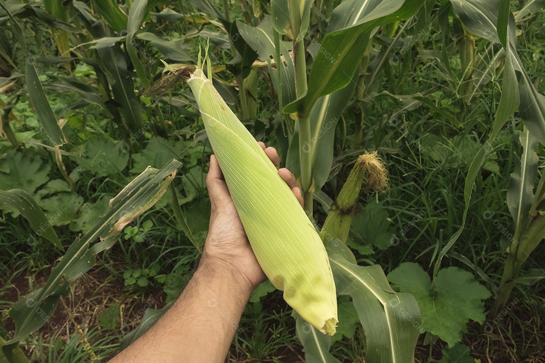Fazendeiro segurando uma espiga de milho em um campo de plantação