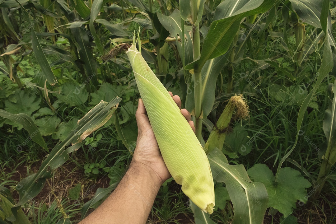 Fazendeiro segurando uma espiga de milho em um campo de plantação
