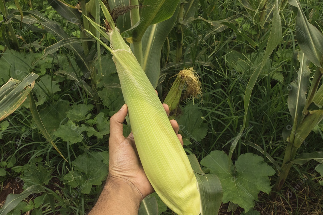 Fazendeiro segurando uma espiga de milho em um campo de plantação