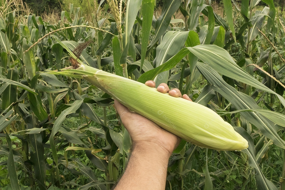 Fazendeiro segurando uma espiga de milho em um campo de plantação