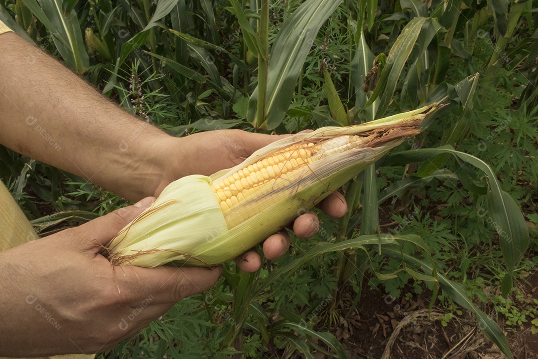 Fazendeiro segurando uma espiga de milho em um campo de plantação