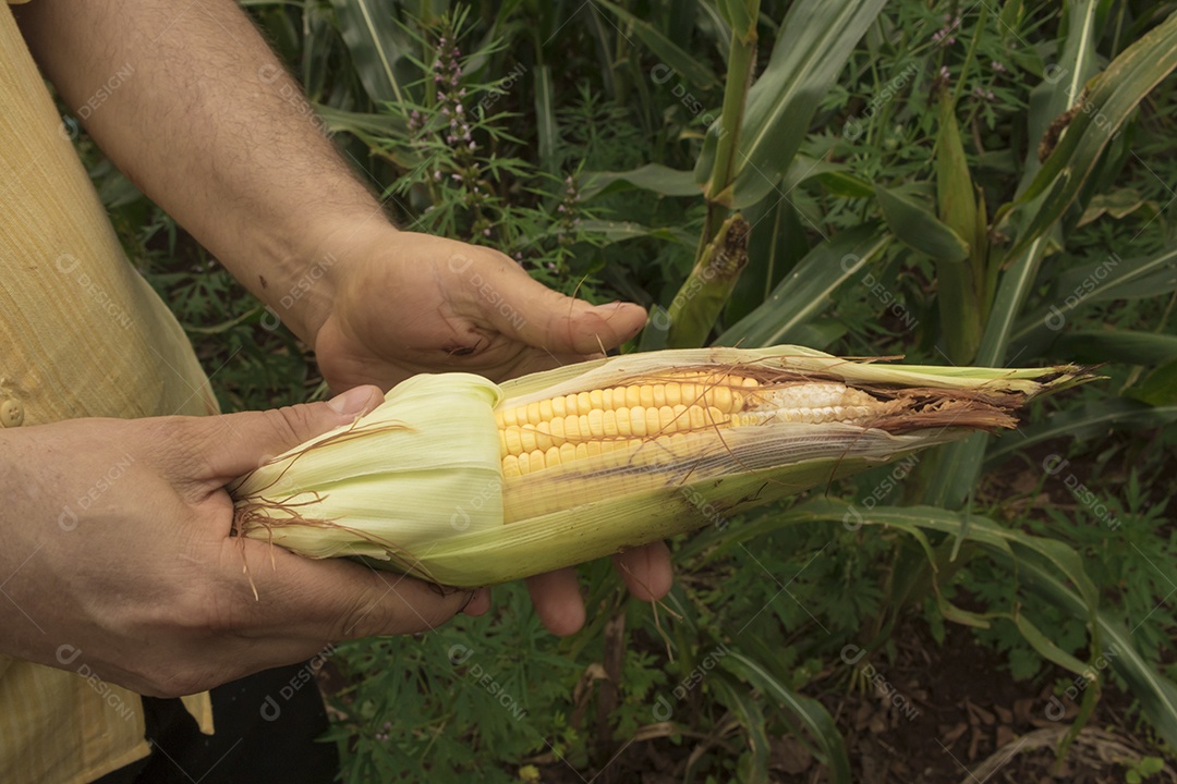 Fazendeiro segurando uma espiga de milho em um campo de plantação