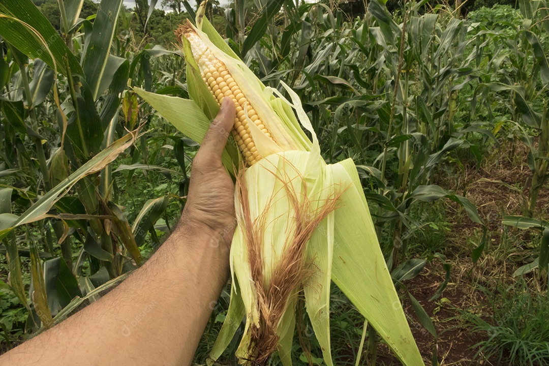 Fazendeiro segurando uma espiga de milho em um campo de plantação