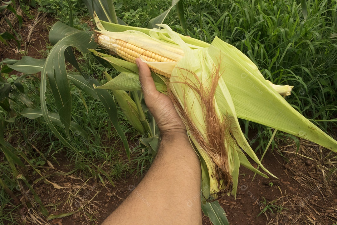 Fazendeiro segurando uma espiga de milho em um campo de plantação