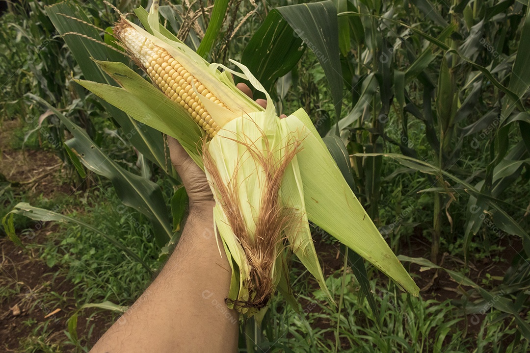 Fazendeiro segurando uma espiga de milho em um campo de plantação