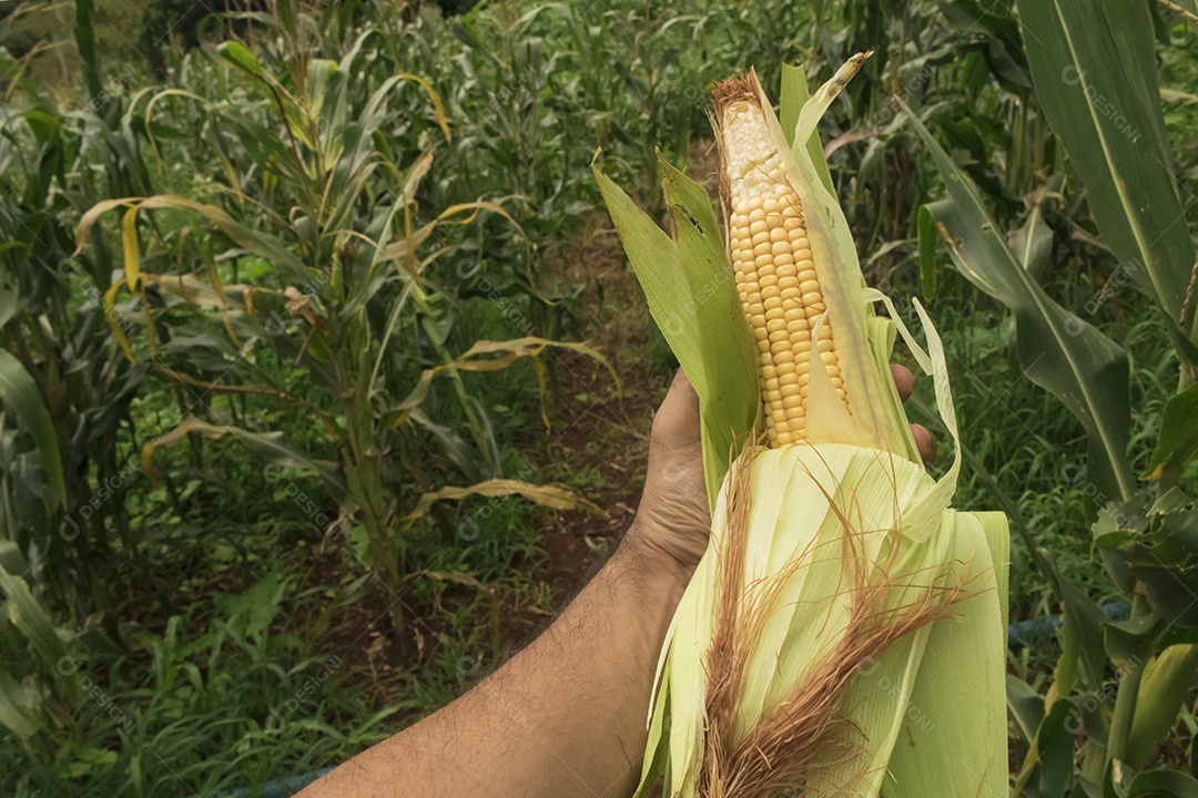 Fazendeiro segurando uma espiga de milho em um campo de plantação