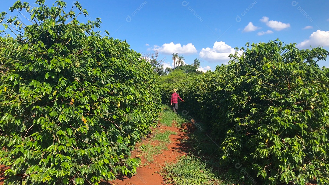 Homem e cachorro caminhando em plantação de café