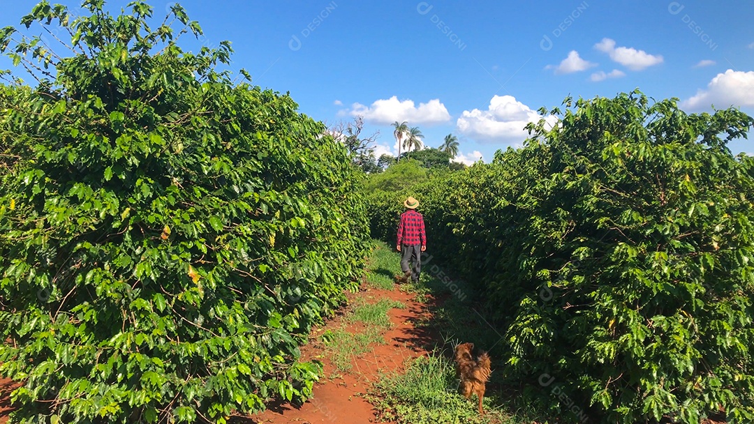 Homem e cachorro caminhando em plantação de café