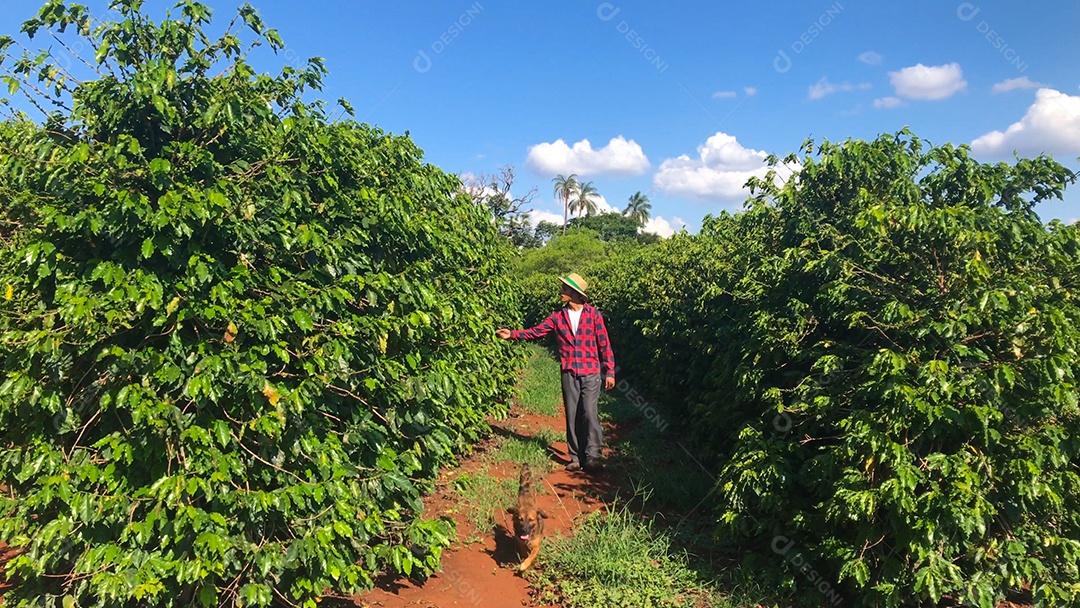 Homem e cachorro caminhando em plantação de café