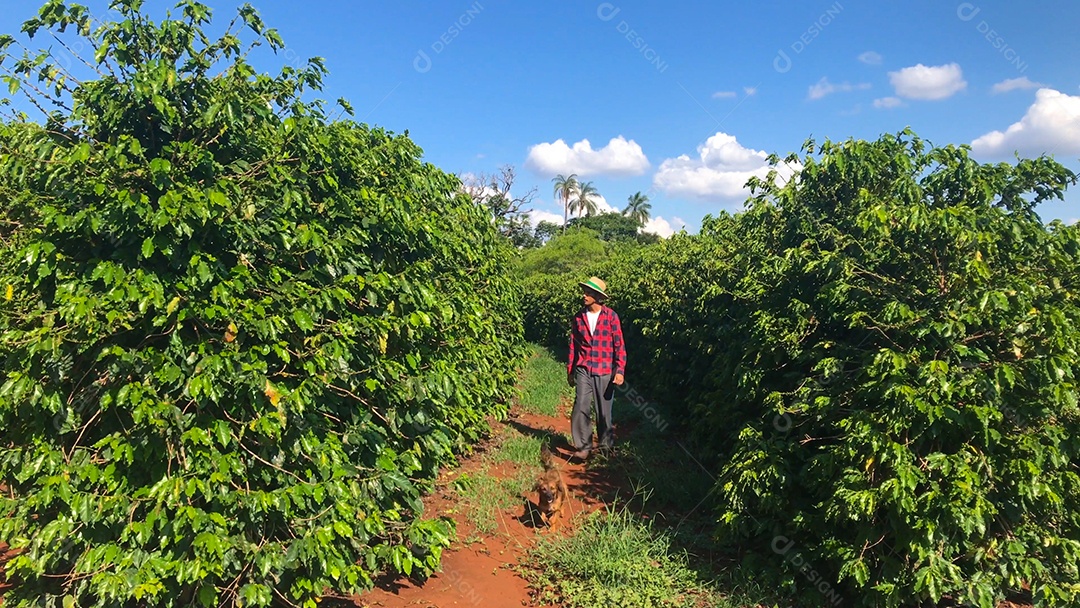 Homem e cachorro caminhando em plantação de café