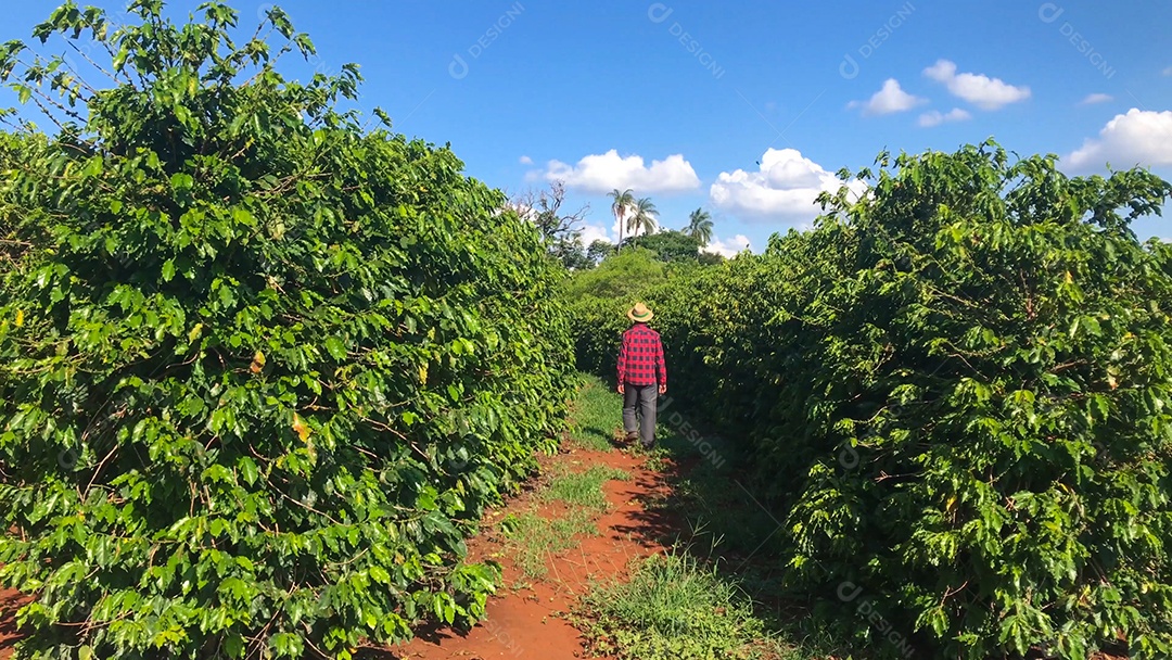 Homem e cachorro caminhando em plantação de café