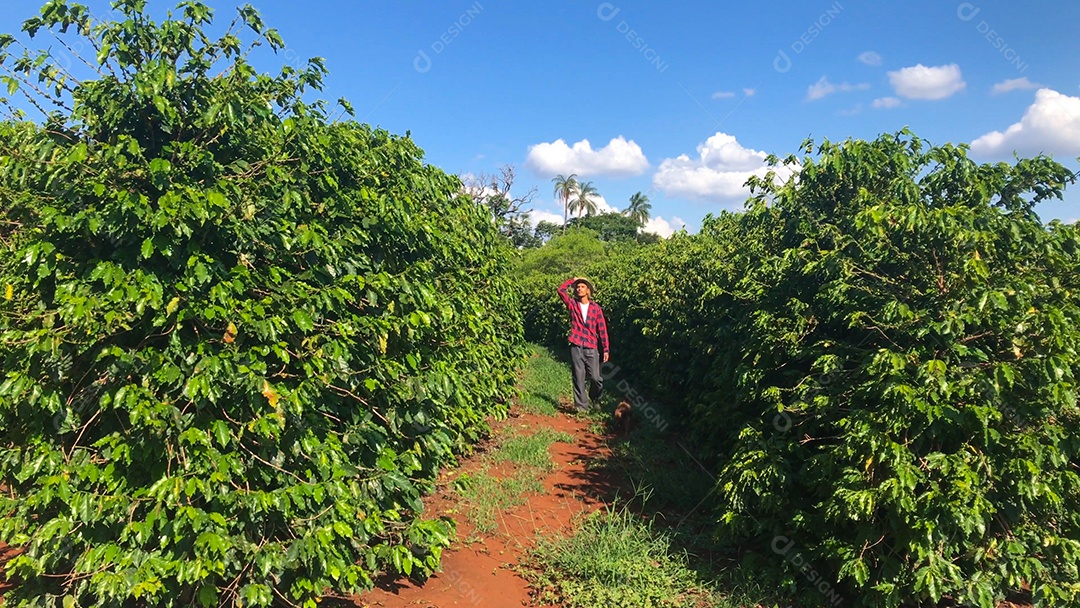 Homem e cachorro caminhando em plantação de café