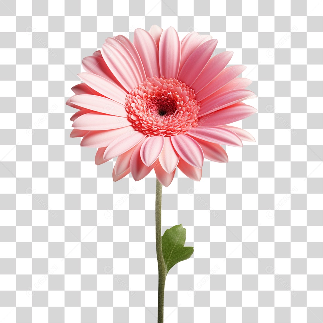 Flores Rosas Plantas PNG Transparente