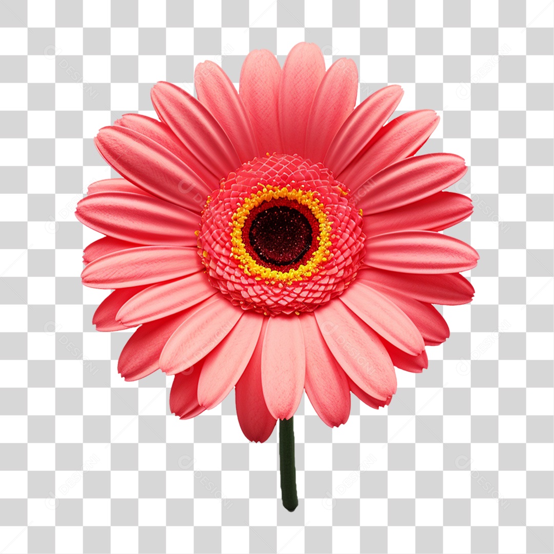 Flores Rosas Plantas PNG Transparente