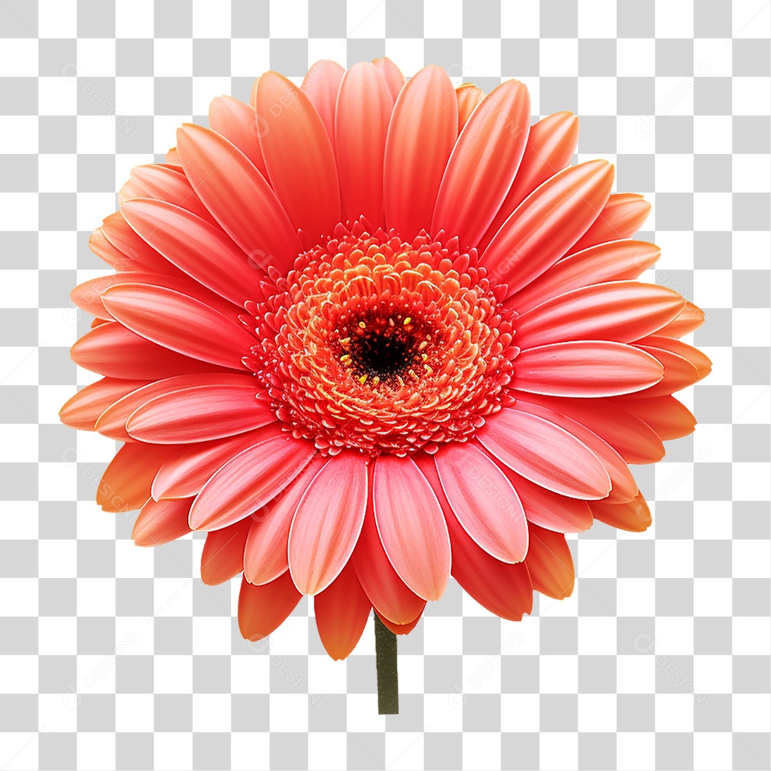 Flores Rosas Plantas PNG Transparente