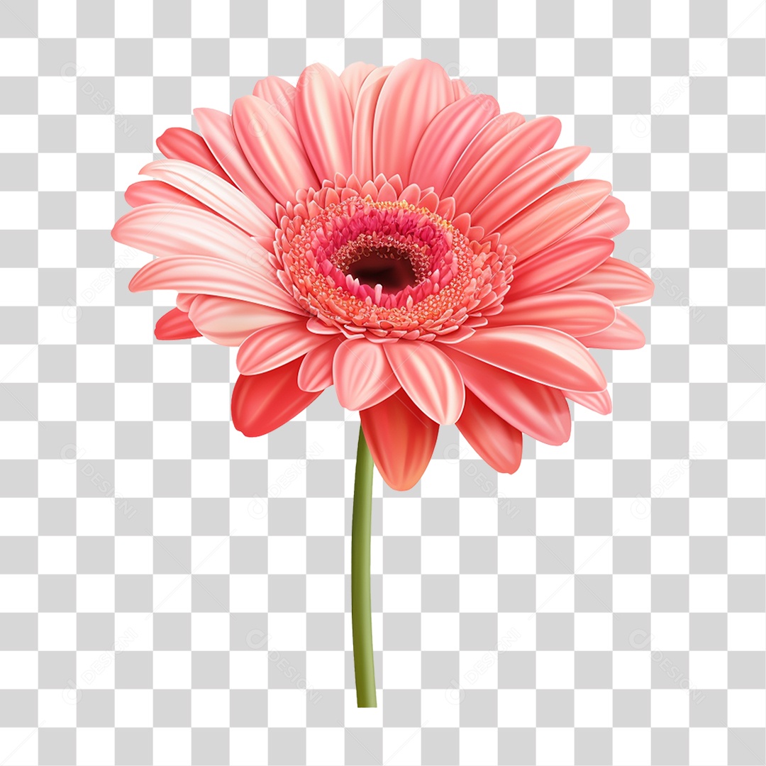 Flores Rosas Plantas PNG Transparente