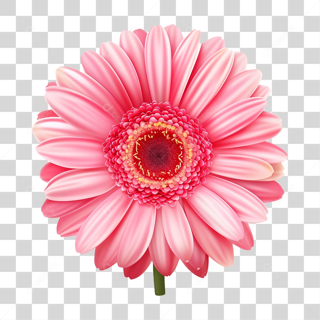 Flores Rosas Plantas PNG Transparente