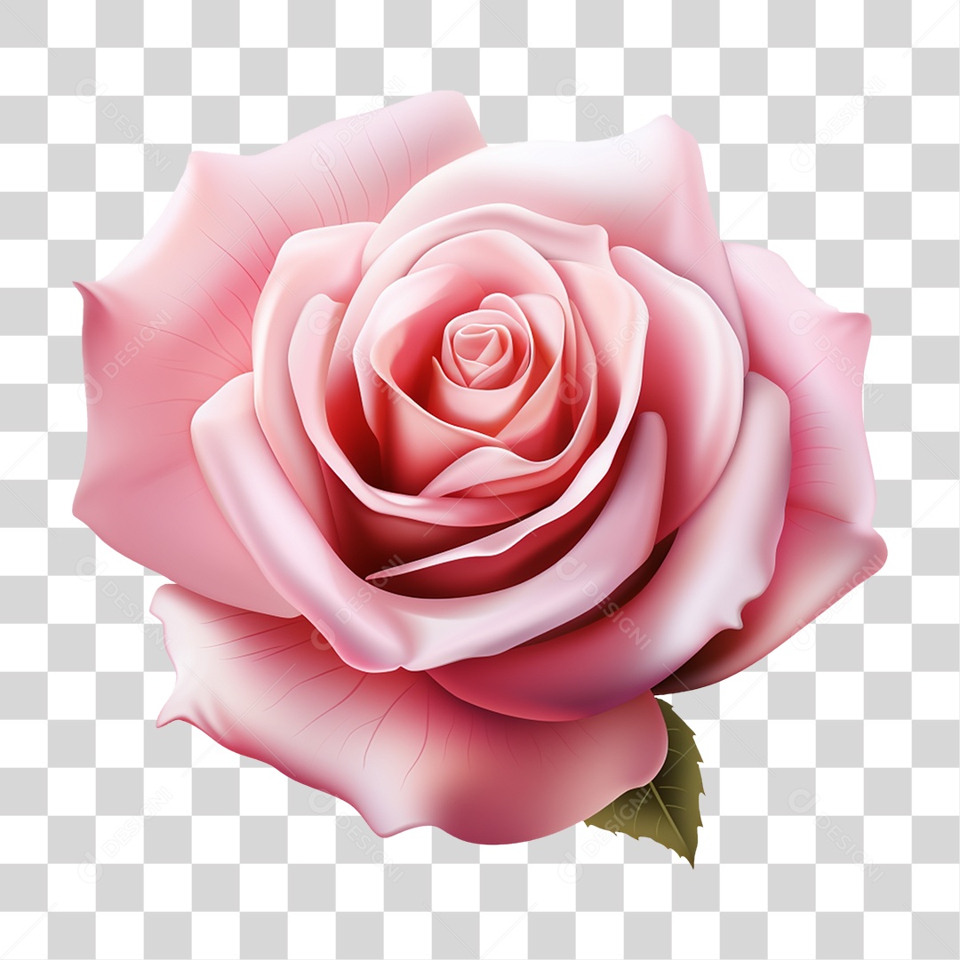 Flores Rosas Plantas PNG Transparente