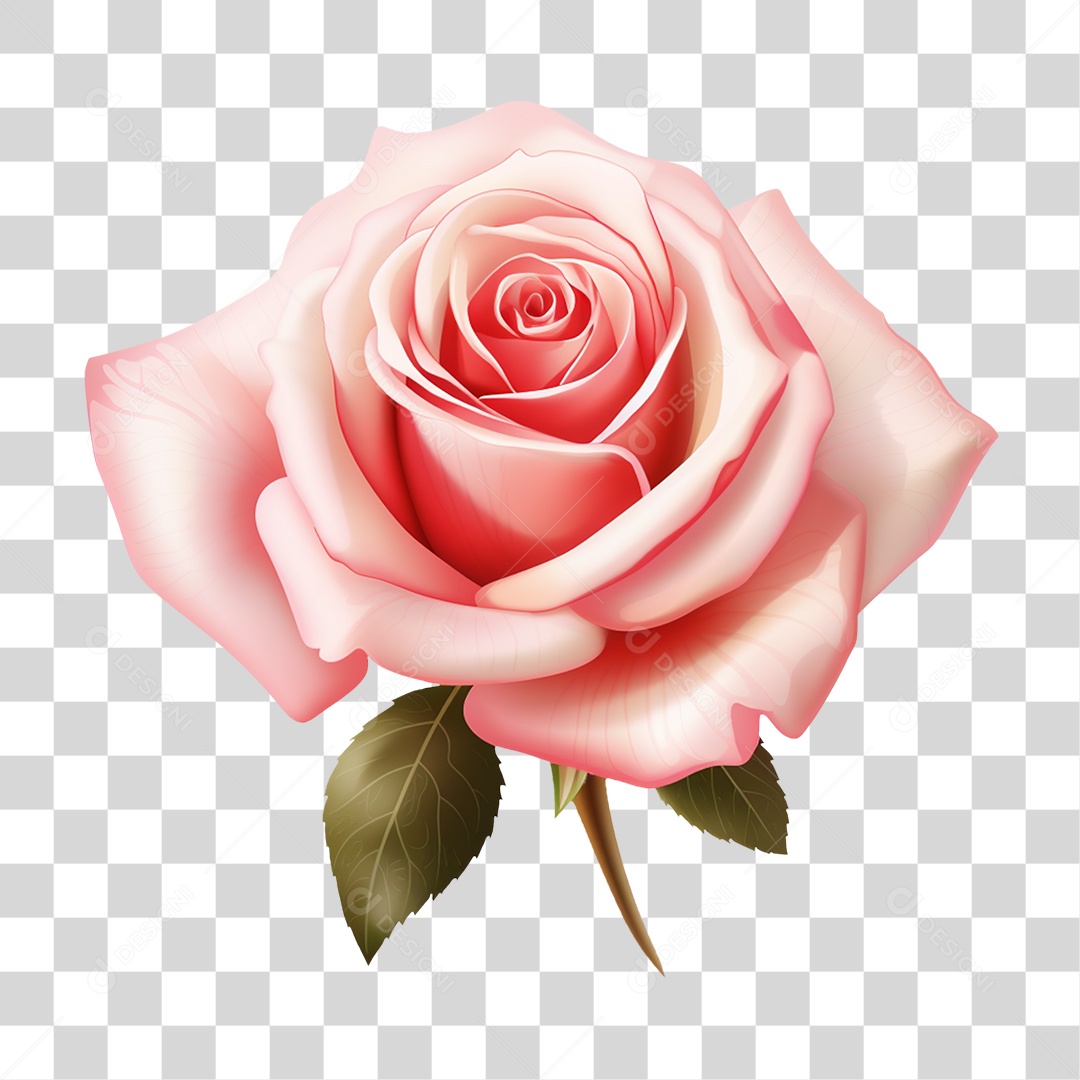 Flores Rosas Plantas PNG Transparente