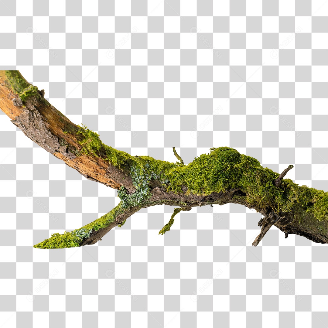 Galho Velho Coberto de Musgo PNG Transparente