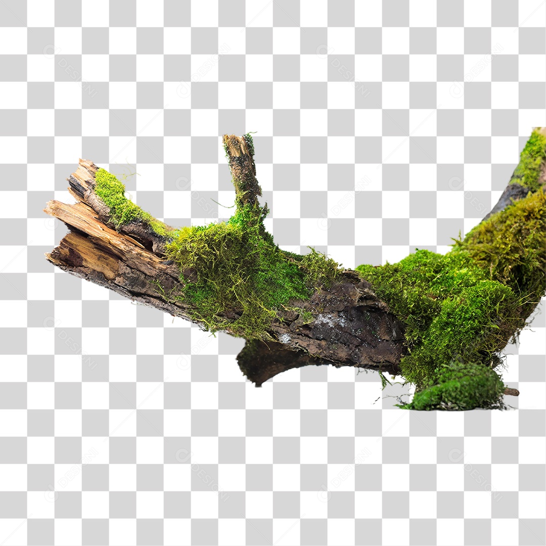Galho Velho Coberto de Musgo PNG Transparente