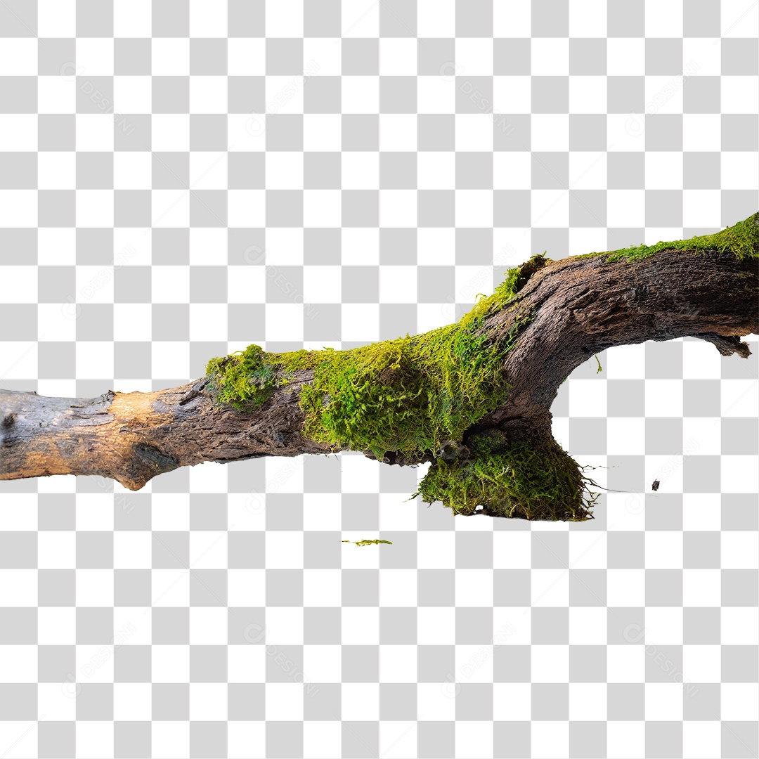 Galho Velho Coberto de Musgo PNG Transparente