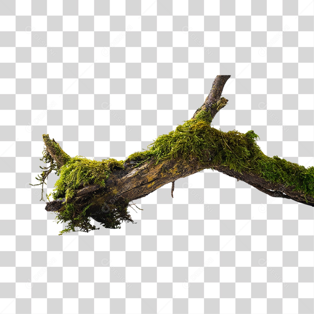 Galho Velho Coberto de Musgo PNG Transparente